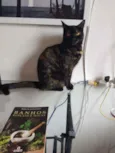 Amora