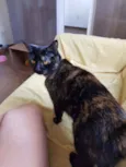 Amora