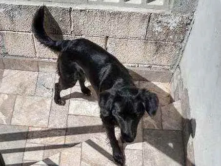 Cachorro ra a Mistura labrador com SRD idade 7 a 11 meses nome Barriquelo