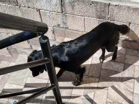 Cachorro ra a Mistura labrador com SRD idade 7 a 11 meses nome Barriquelo