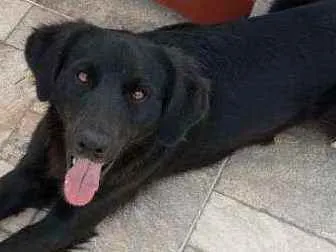 Cachorro ra a Mistura labrador com SRD idade 7 a 11 meses nome Barriquelo