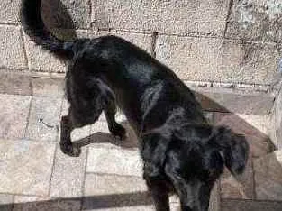 Cachorro ra a Mistura labrador com SRD idade 7 a 11 meses nome Barriquelo