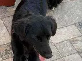 Cachorro ra a Mistura labrador com SRD idade 7 a 11 meses nome Barriquelo