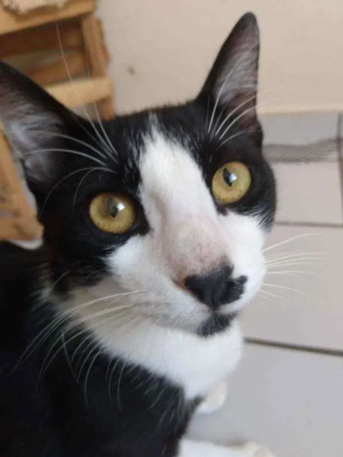 Gato raça Srd idade 2 a 6 meses nome Bentinho
