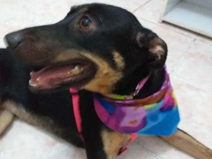 Cachorro ra a SRD idade 1 ano nome Amora