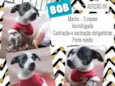 Bob