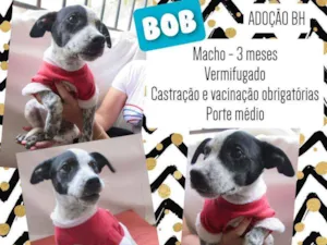 Cachorro raça Srd idade 2 a 6 meses nome Bob