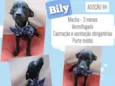 Bily