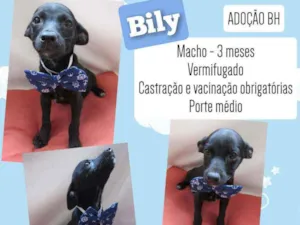 Cachorro raça Srd idade 2 a 6 meses nome Bily