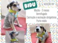 Bidu