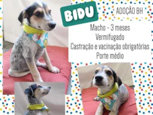 Cachorro raça Srd idade 2 a 6 meses nome Bidu