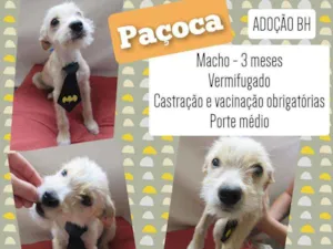 Cachorro raça Srd idade 2 a 6 meses nome Paçoca
