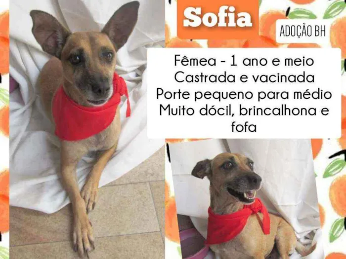 Cachorro ra a Srd idade 1 ano nome Sofia