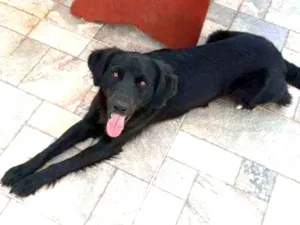 Cachorro raça Mistura labrador com SRD idade 7 a 11 meses nome Barriquelo