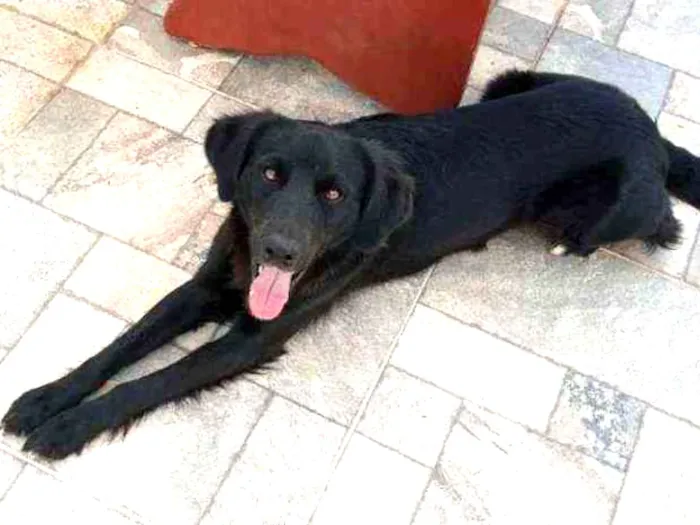 Cachorro ra a Mistura labrador com SRD idade 7 a 11 meses nome Barriquelo