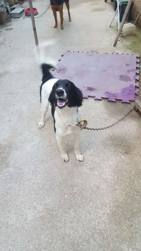 Cachorro ra a Vira lata idade 7 a 11 meses nome Laica  e Rebeca 