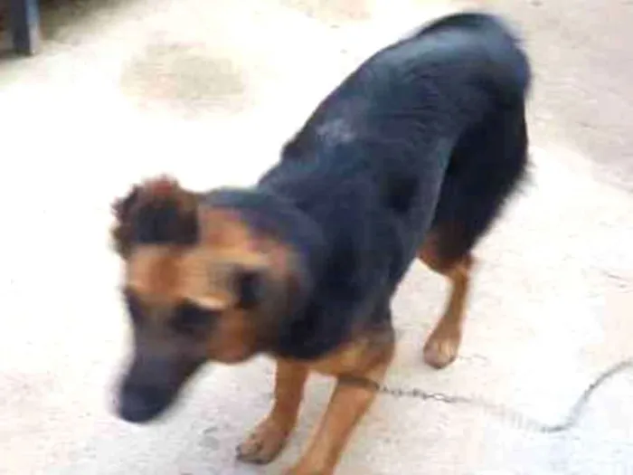 Cachorro ra a Vira lata idade 7 a 11 meses nome Laica  e Rebeca 