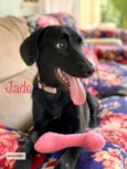 Cachorro raça Srd idade  nome Jade
