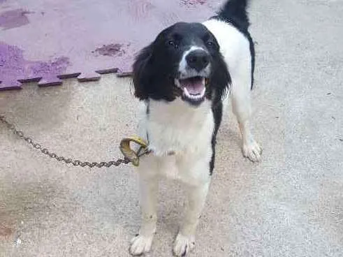 Cachorro ra a Vira lata idade 7 a 11 meses nome Laica  e Rebeca 