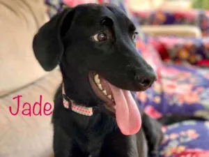 Cachorro raça Srd idade  nome Jade