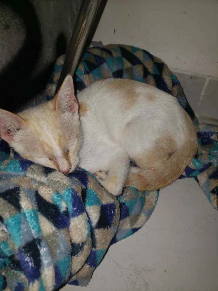 Gato ra a  idade 2 a 6 meses nome Pac