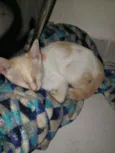 Pac