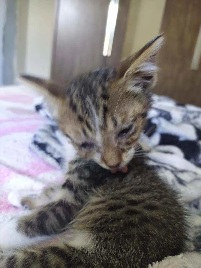 Gato ra a  idade Abaixo de 2 meses nome Frederico