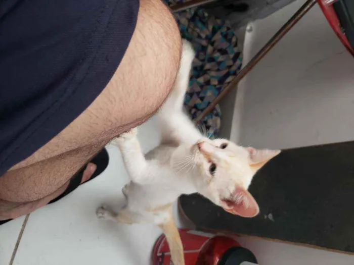 Gato ra a  idade 2 a 6 meses nome Pac