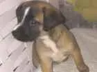 Cachorro raça Srd idade 2 a 6 meses nome S/nome