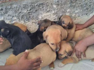 Cachorro raça Vira lata  idade Abaixo de 2 meses nome Nenhum deles tem nom