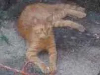Gato raça Sem raça definida idade 2 a 6 meses nome Luke