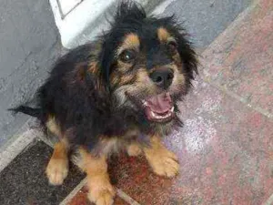 Cachorro raça Vira lata idade 2 a 6 meses nome Thor