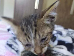 Gato raça  idade Abaixo de 2 meses nome Frederico