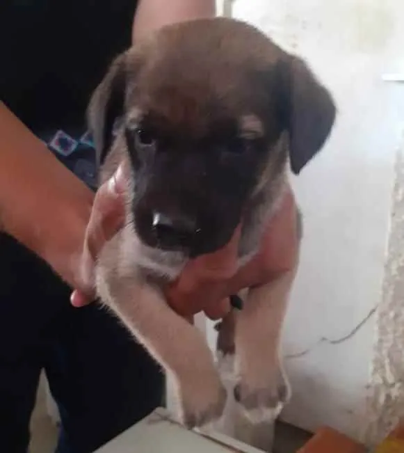 Gato ra a Sem raça definida idade Abaixo de 2 meses nome Sem nome