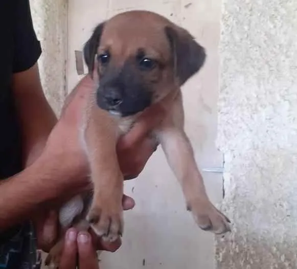 Gato ra a Sem raça definida idade Abaixo de 2 meses nome Sem nome