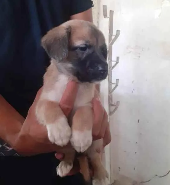 Gato ra a Sem raça definida idade Abaixo de 2 meses nome Sem nome