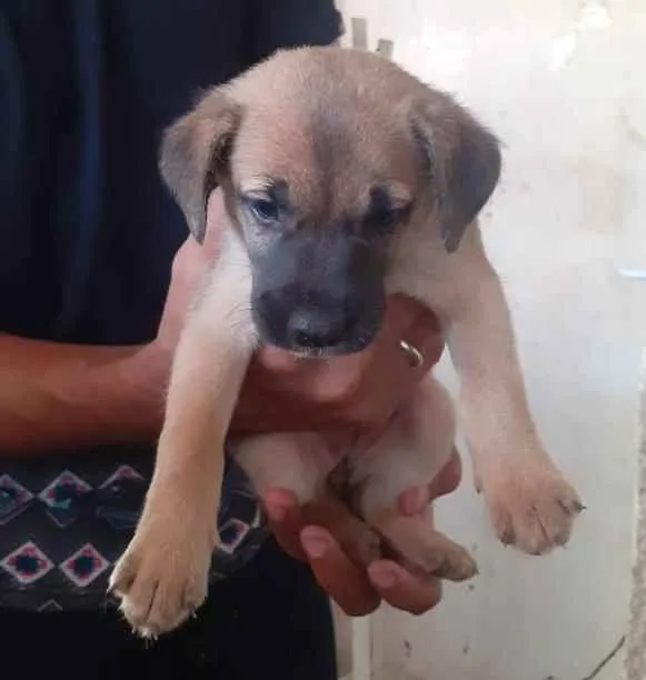 Gato ra a Sem raça definida idade Abaixo de 2 meses nome Sem nome