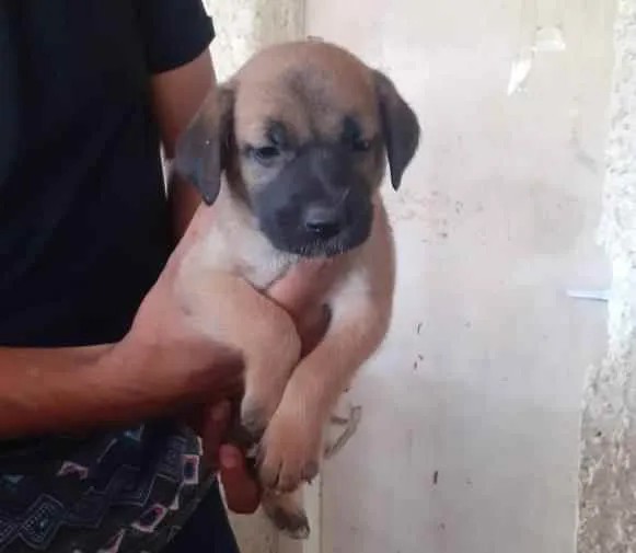 Gato ra a Sem raça definida idade Abaixo de 2 meses nome Sem nome