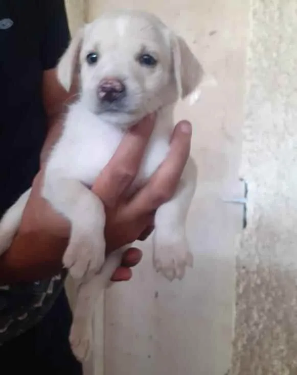 Gato ra a Sem raça definida idade Abaixo de 2 meses nome Sem nome