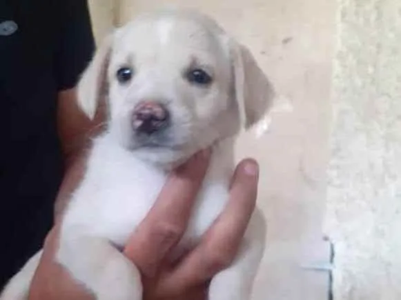 Gato ra a Sem raça definida idade Abaixo de 2 meses nome Sem nome