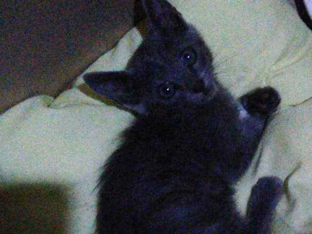 Gato ra a Não sei  idade Abaixo de 2 meses nome Não tem nome