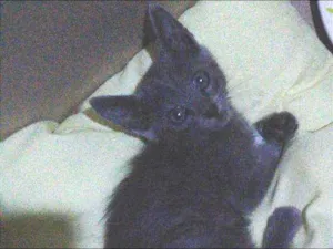 Gato raça Não sei  idade Abaixo de 2 meses nome Não tem nome