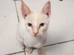 Gato raça  idade 2 a 6 meses nome Pac