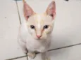 Pac