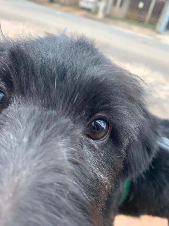 Cachorro raça  idade 2 a 6 meses nome não tem