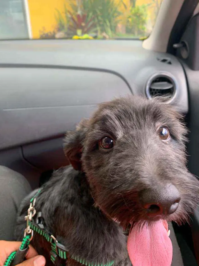 Cachorro raça  idade 2 a 6 meses nome não tem
