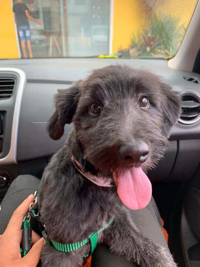 Cachorro raça  idade 2 a 6 meses nome não tem