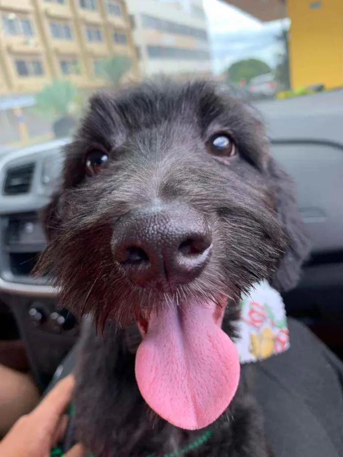Cachorro raça  idade 2 a 6 meses nome não tem