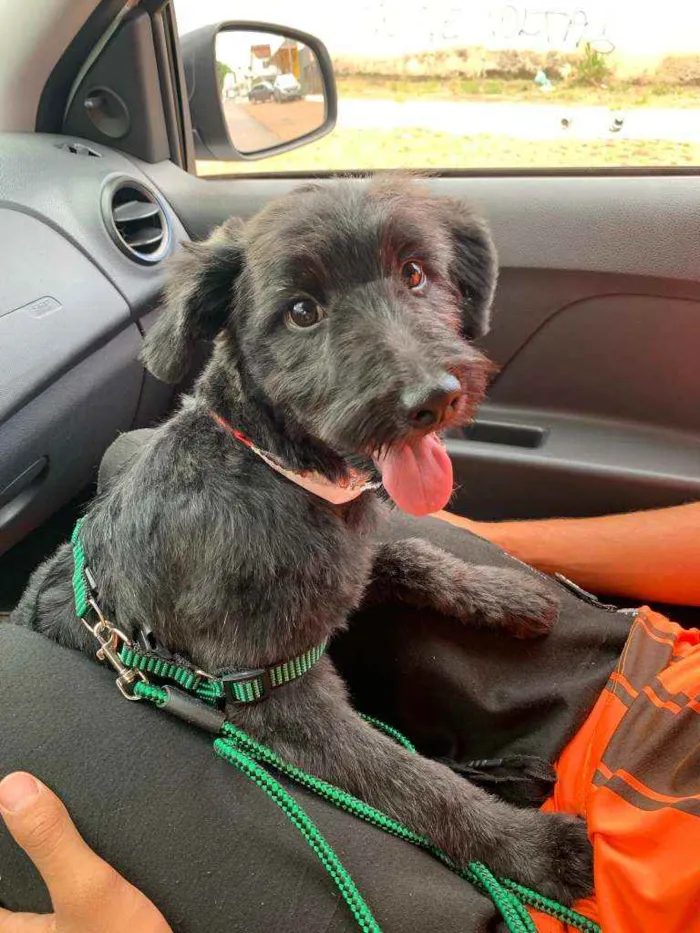 Cachorro raça  idade 2 a 6 meses nome não tem
