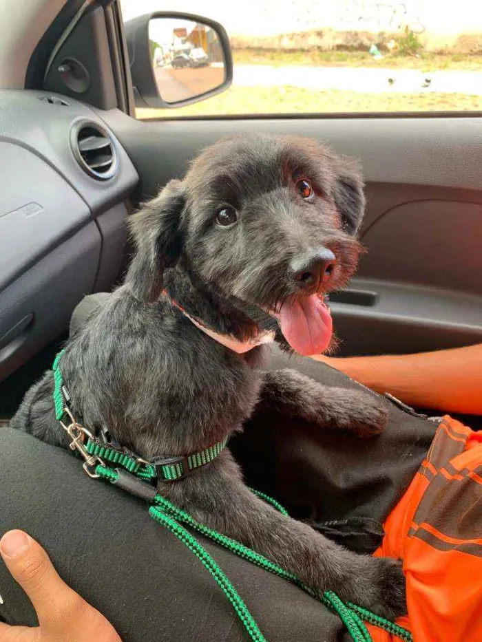 Cachorro raça  idade 2 a 6 meses nome não tem